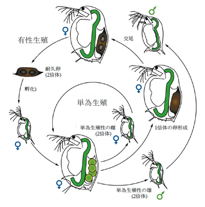 fig1.jpg