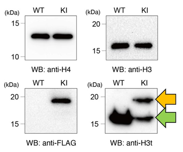 fig4.jpg